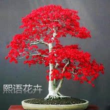 红枫地栽苗 绿化苗木 嫁接红枫树苗 红枫盆栽盆景 正宗日本红枫苗