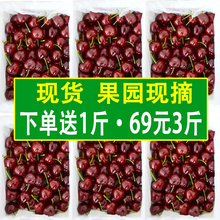 包邮 现摘非黑珍珠应季10整箱5 烟台大樱桃车厘子新鲜水果3斤现货