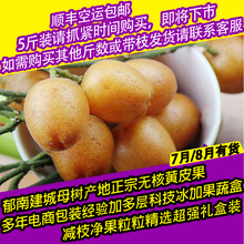 5斤 包邮 新鲜水果广东郁南建城母树产地无核黄皮王中王A级大果顺丰