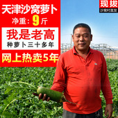 一乡一味沙窝萝卜水果萝卜青萝卜生吃蔬菜包邮新鲜天津甜正宗农家