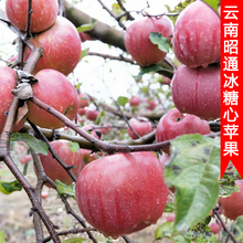 野生冰糖心丑苹果 新鲜苹果水果5斤脆甜红富士 现货高山丑苹果