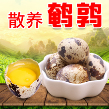 鹌鹑蛋35枚买二送一发105枚新鲜生蛋农家散养天然生态宝宝辅食