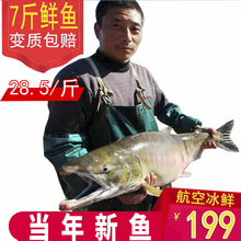 包邮 黑龙江抚远特产新鲜冷冻野生大马哈鱼鲜活未腌制新鱼大鱼整条