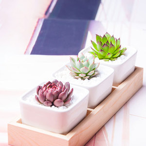 肉肉多肉植物含盆带土