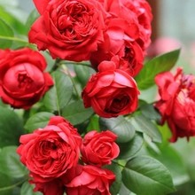 爬藤蔷薇玫瑰苗四季开花红龙 红色龙沙宝石 大花浓香藤本月季