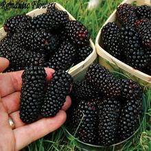 Sweet Nutritious Blackberry Delicious Seeds Thornless