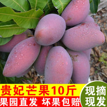 红金龙 包邮 售广西贵妃芒果新鲜水果整箱10斤现摘现发当季水果