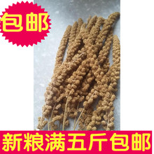 仓鼠零食 任选5斤 包邮 鹦鹉 谷穗 穗子 7.88元 黄谷穗