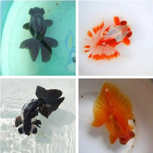 包邮 黑红白熊猫蝶尾金鱼冷水鱼观赏鱼活体宠物满额 上海曹家水族