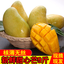 包邮 海南甜心芒小金煌水仙芒净重9斤新鲜当季水果芒果带箱10 舒森