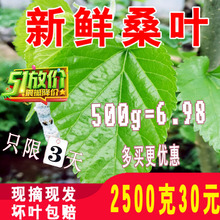包邮 蚕宝宝饲料鲜嫩小蚕大蚕桑叶当天现摘500克1斤桑树叶 新鲜桑叶