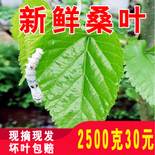 包邮 新鲜桑叶 蚕宝宝饲料鲜嫩小蚕大蚕桑叶当天现摘500克1斤桑树叶