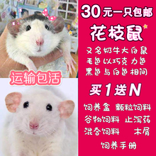 包邮 花枝鼠活物一只活体花枝鼠浅色飞象耳暹罗宝宝宠物鼠买一送