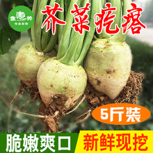 山东新鲜芥菜芥菜疙瘩辣菜疙瘩大头菜咸菜农家蔬菜现挖现发5斤装