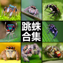 佛罗里达佛跳蛛蝇虎蝇象活体 跳蛛活体宠物跳蛛0.5CM幼体萌系蜘蛛