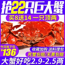 六月黄大闸蟹螃蟹鲜活河蟹包邮海鲜水产新鲜现货公蟹母蟹特大毛蟹