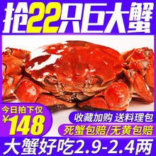 六月黄大闸蟹螃蟹鲜活 大闸蟹海鲜水产新鲜现货公母蟹特大香辣蟹