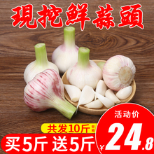 包邮 农家自种大个白皮干蒜头批发5 2019新鲜现挖紫皮湿蒜10斤低价