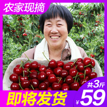 包邮 山东烟台大樱桃车厘子新鲜水果殷桃车里子5非现货预售3斤10