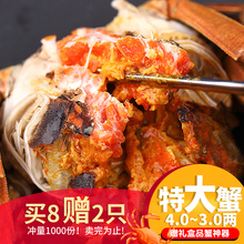 买8送2兴化大闸蟹鲜活现货螃蟹特大4.0-3.5两公礼盒装可全母团购