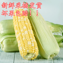 第二份0.1元云南玉米新鲜玉米棒水果玉米4斤现摘新鲜甜玉米包邮