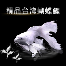 包邮 台湾蝴蝶鲤观赏鱼蝴蝶龙鲤纯种招财鱼白金龙凤锦鲤蝴蝶鱼活体