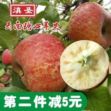 包邮 云南丽江冰糖心苹果昭通丑苹果非新疆红富士新鲜水果5斤 大果