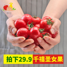 包邮 现摘现发樱桃小番茄孕妇水果西红柿新鲜蔬菜 千禧圣女果5斤