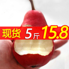 包邮 5斤 应季新鲜红啤梨水果梨子当季整箱时令红皮太婆啤酒梨
