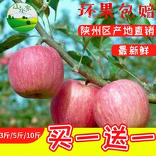 包邮 陕州红富士苹果3斤新鲜当季水果陕州红富士产业 买一送一