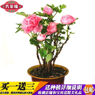 花卉盆栽室内阳台好不好