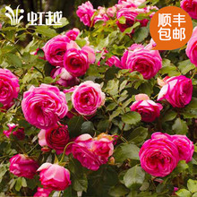 虹越德国藤本月季 包邮 玫瑰 10L盆栽苗持续开花现货 深粉龙沙宝石