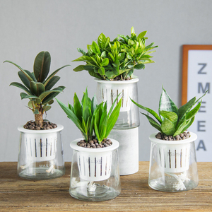 水培绿植盆栽花卉