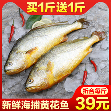 野生大黄花鱼黄鱼海鱼新鲜冷冻海鲜水产鲜活鱼类生鲜整箱1斤包邮