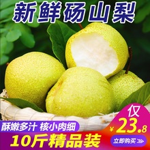 现摘新鲜梨子10斤砀山酥梨翠冠梨皇冠梨 当季水果整箱批发包邮
