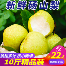 当季水果整箱批发 包邮 现摘新鲜梨子10斤砀山酥梨翠冠梨皇冠梨