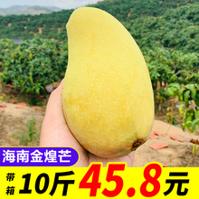 包邮 青芒带箱10斤 新鲜芒果金煌芒海南金黄芒超好吃水仙芒大甜心芒