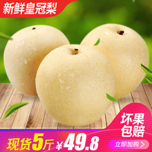 梨子整箱5斤批发 当季雪梨 包邮 河北皇冠梨新鲜水果 砀山梨翠冠梨
