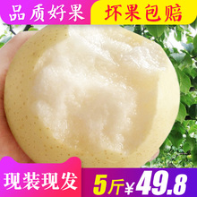 包邮 梨子新鲜5斤10新鲜水果整箱 河北皇冠梨雪梨 雪梨贡梨砀山梨