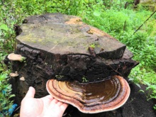 野生树舌 大瑶山野生平盖灵芝