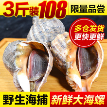 青岛野生大海螺3斤装 生鲜海鲜小海螺肉鲜活水产贝壳类山东特产