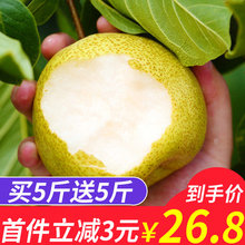 砀山梨酥梨雪梨皇冠梨应季现摘 包邮 梨子水果新鲜当季10斤整箱批发