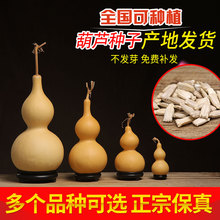 葫芦种子特大巨型葫芦手捻葫芦籽特小葫芦种子异形春季阳台种绿植