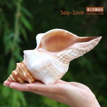 赤旋螺天然贝壳创意diy多肉花盆海螺壳鱼缸造景水族箱地中海装饰