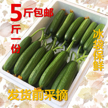 水果黄瓜新鲜包邮青瓜小黄瓜净重5斤沙拉蔬菜 非白玉旱黄瓜无农药