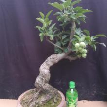 东红果盆景长寿果盆景红花北美海棠果树苹树果耐冬红果盆景树桩