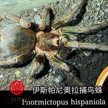 pho伊帕尼奥捕鸟蛛3L稀有品种色彩丰富大蜘蛛成体足展超过18CM