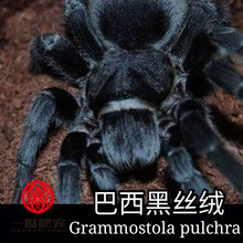 一瓜爬宠巴西黑丝绒捕鸟蛛新手好养温顺大蜘蛛活体宠物毛茸茸蜘蛛