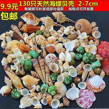 地台鱼缸造景装 饰寄居蟹打孔儿童手工相框diy漂流瓶 海螺贝壳海星
