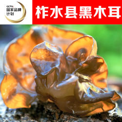 陕西商洛柞水特产木耳干货黑木耳椴木纯木耳非东北黑木耳250g包邮